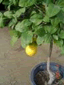 Citrus Trees Do Well In Containers
